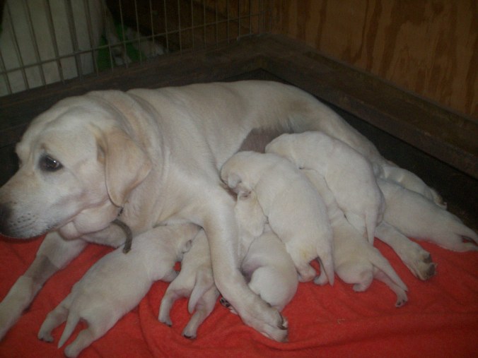 Dory's White Lab puppies