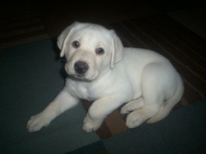 Male lab puppy