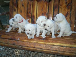 Do you want one of these under your Christmas Tree?