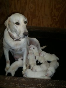 Snow White Labs for Christmas