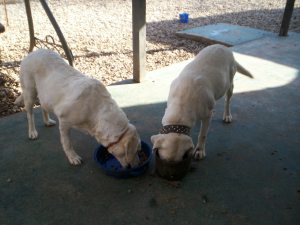 Moms getting an extra meal.