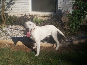 Bailey's Mister Cash