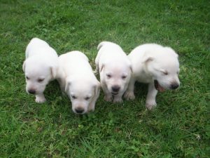 Available puppies