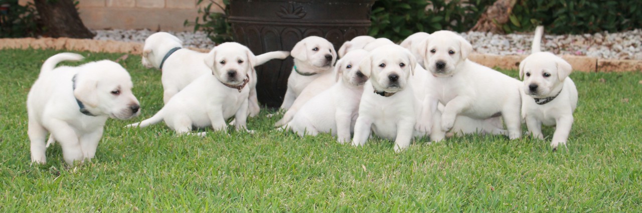 Super White Lab White Lab Puppies Ready in Dec. | My White Labs