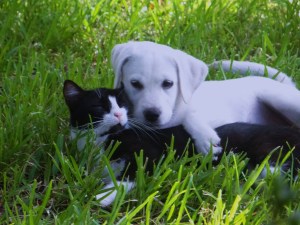 Labs love cats!