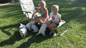 Fun with the puppies !