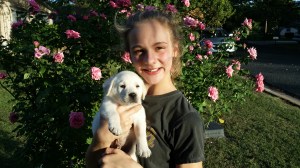 Brylee's first white lab Cooper.