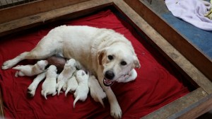 Sophie & her newborns.