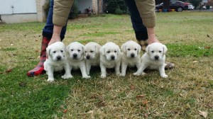 Half a dozen cuties!