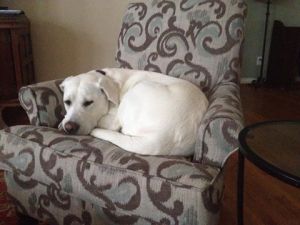 Handsome White Lab Kato