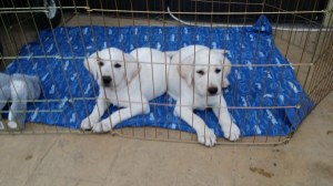 Cotton Candy & Ellie Mae