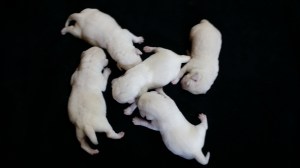 5 days old