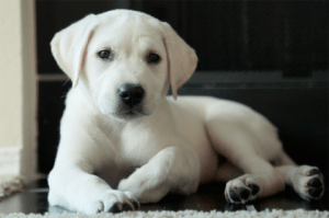 This sweet girl belongs to Rachel Boes in Arlington, TX.