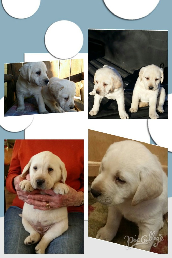 Collage 2016-02-10 19_51_19