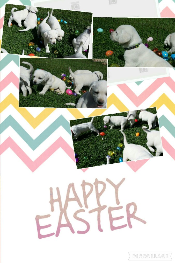 Collage 2016-03-22 16_12_14 (1)