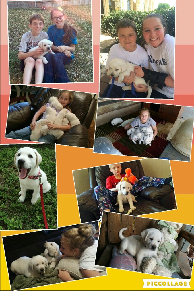 Collage 2016-03-28 09_18_00 (1)