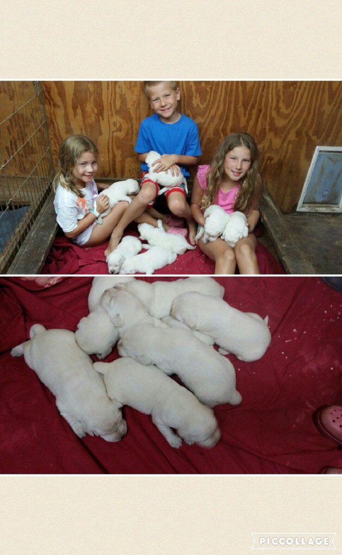 Collage 2016-08-06 19_23_46