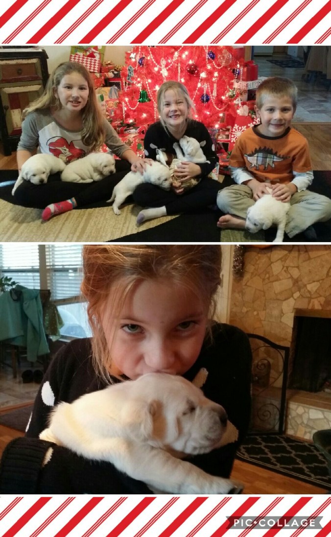 collage-2016-12-19-16_21_47