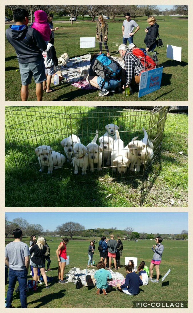 Collage 2017-03-14 17_25_13