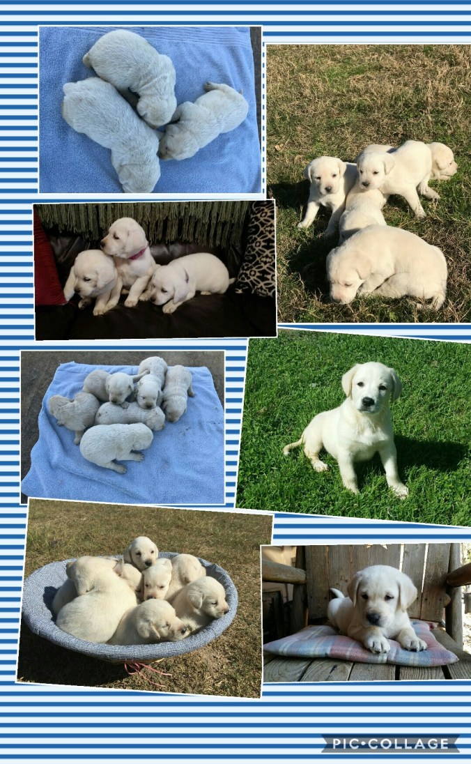 Collage 2017-04-25 16_37_07 (1)