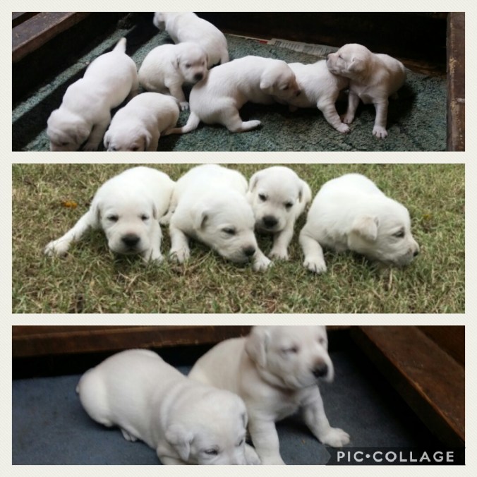 Collage 2017-10-08 12_59_48