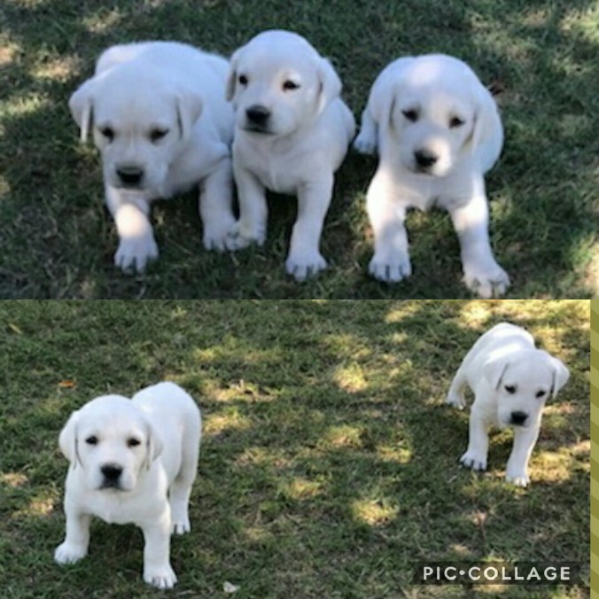 Collage 2017-10-15 14_16_52