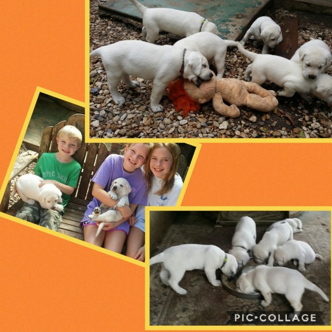 Collage 2017-10-22 13_40_53