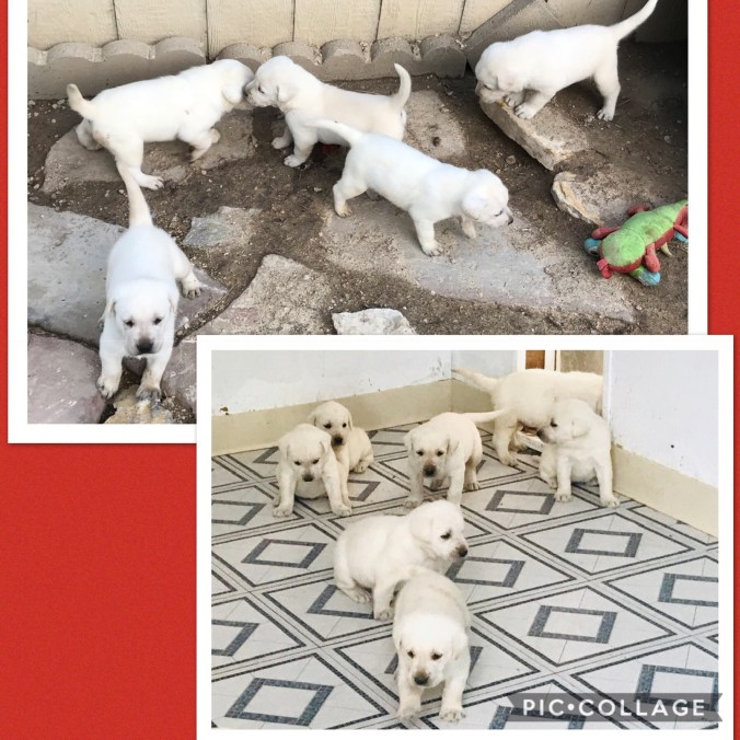 5282D4EE-15E2-4680-B6D1-D739AC344E45