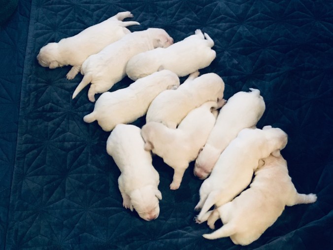 EAFA2A83-8FDF-46B0-8632-B2DFD3AF66D3