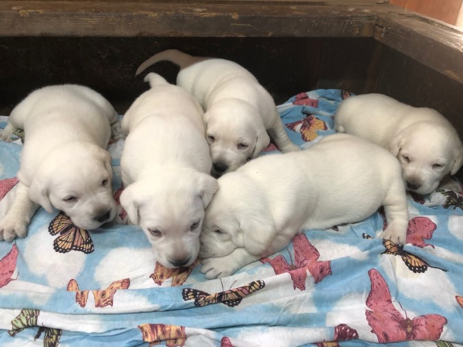 93727017-9AB1-4C55-A393-41C7D219DF1A