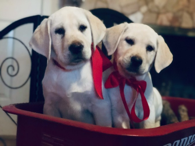 F83B5932-245E-4E99-8C70-973CE70416FB