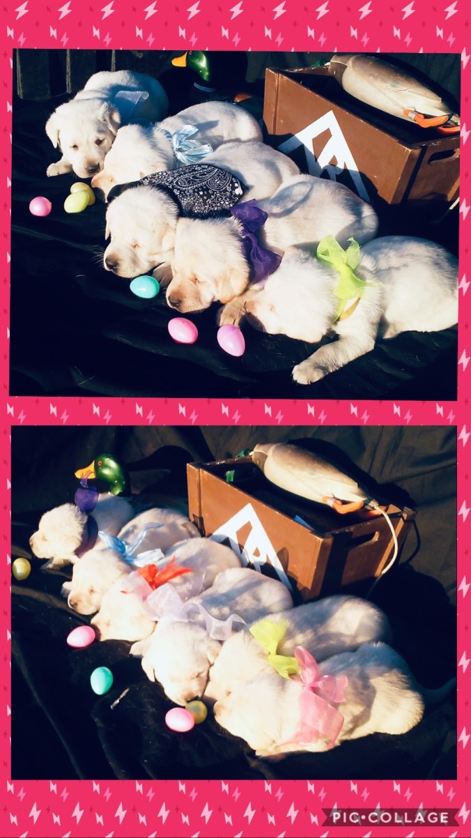 A0444478-C1CB-426A-84FC-3AF6D04E020A