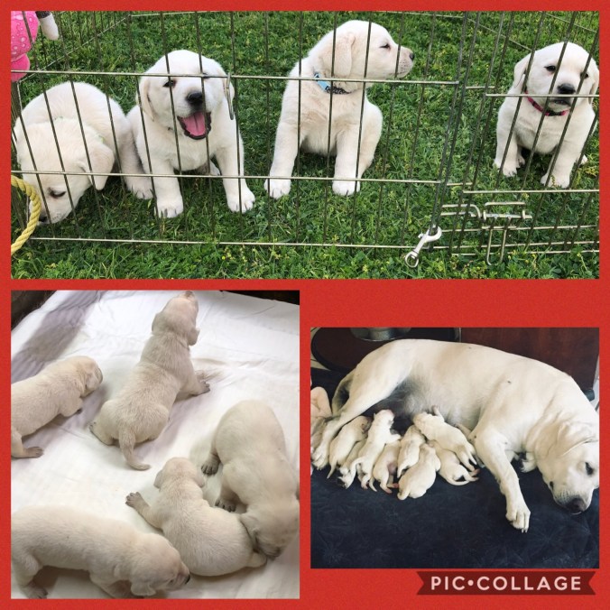 ADE6E405-C8AC-4D08-90B6-F3782A6ABC5A