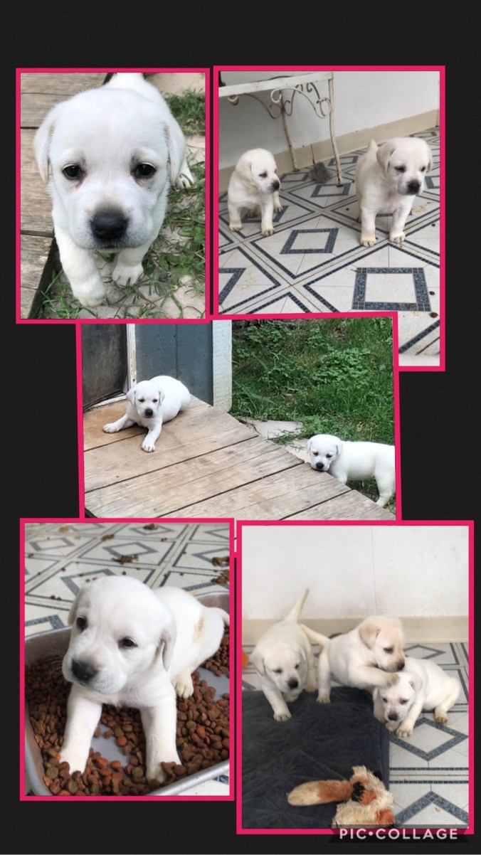 57296F73-9650-4050-B304-5CCB27FEA783