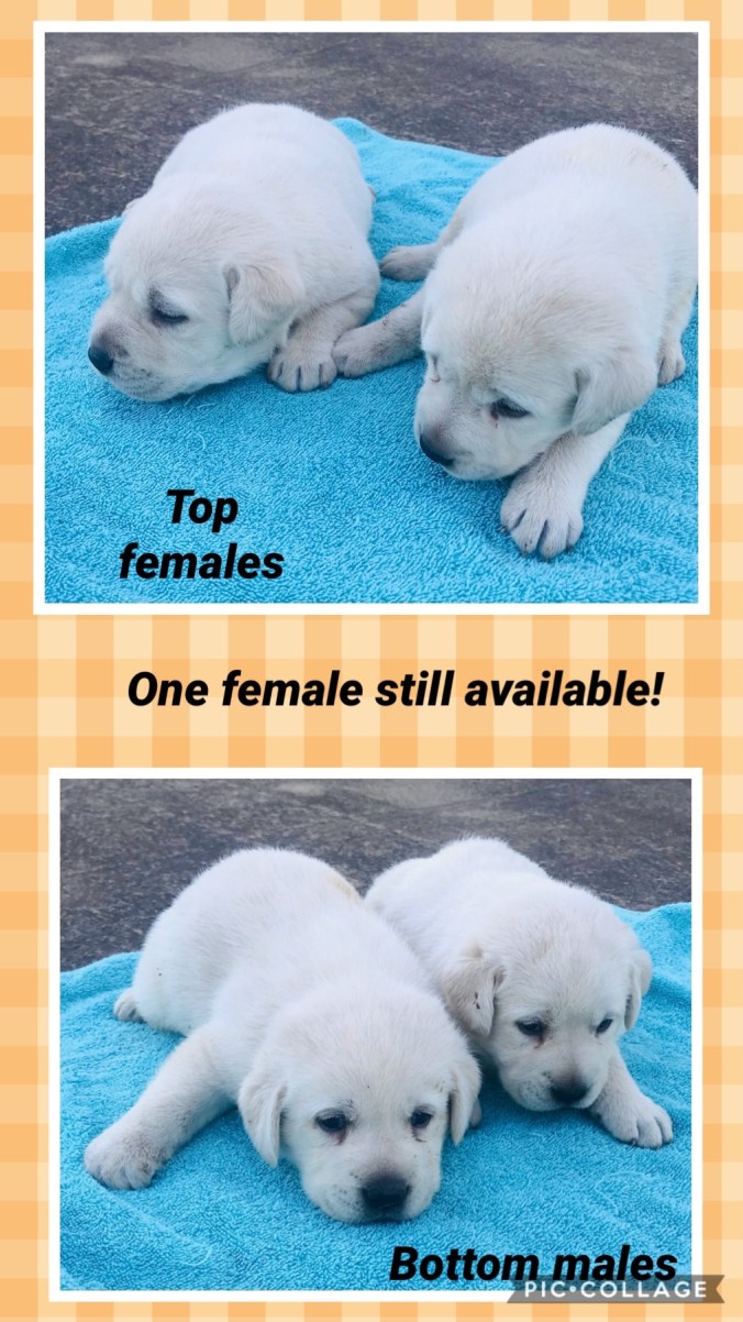 EDAB6E2D-51EF-49D0-9037-28E3842733E8