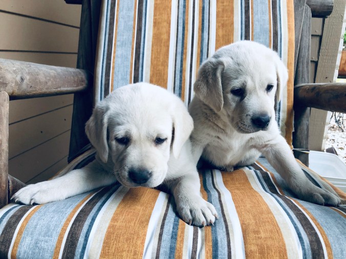 86C540BB-0E55-4ACE-803B-28218B2FDCD5