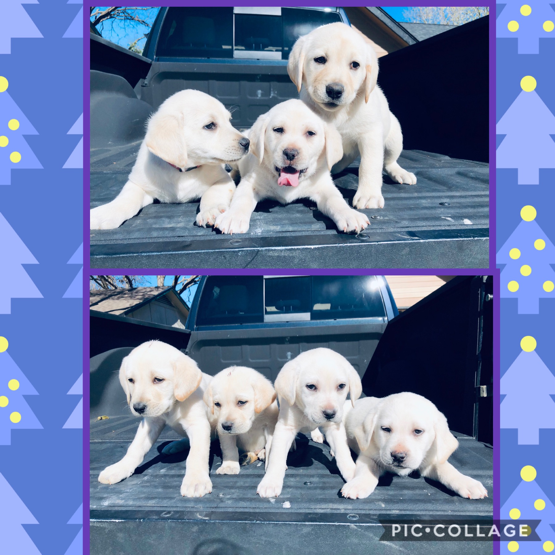 Seven Lab Puppies are Ready to go! | My White Labs