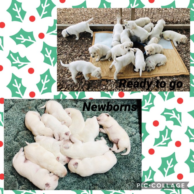 60444D27-F534-45B7-9AAB-56544D8244C0