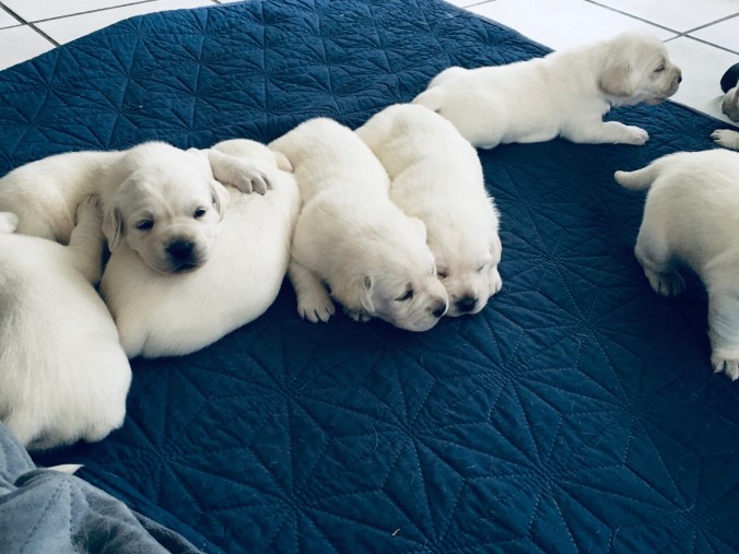 91568980-6882-4693-8287-9DCF4F5345A6