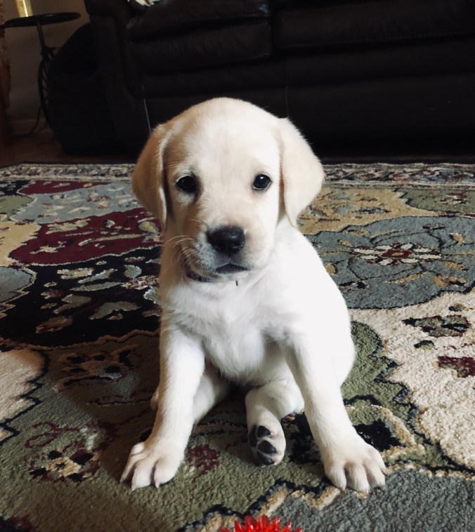 2AC899D6-D850-444D-9409-ABE279C419F1